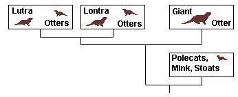 Classification of Otters