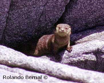 The Marine Otter, reproduced with 
permission from Rolando Bernal's website 
(http://www.geocities.com/bernal.geo)