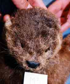 The head of a sedated Marine Otter.  Photograph courtesy of Gonzalo Medina