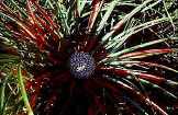 Fascicularia bicolor, a member of
the Pineapple family