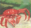 Chilean King Crab, Lithodes antarctica