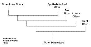 Classification, from Koepfli & Wayne 1998
