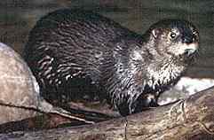 The Spotted-Necked Otter
