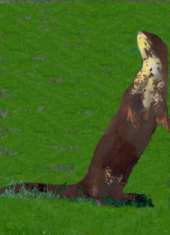 A sleek and slender otter, with comparitively large hind feet.  Note the speckling on the neck and groin.