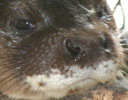 Close-up of face of otter, showing hairy nose, and bare skin on the upper edge of the nostrils.  The white 'moustache' is also shown clearly