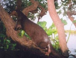 Hairy-nosed otter walking up a branch before turning round and sprainting down the limb.  Excerpt from video by Budsabong Kanchanasaka