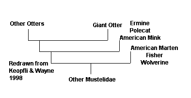 Modern Classification of the Giant Otter